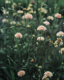 Fata Morgana Scabiosa Pincushion Seeds