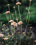 Fata Morgana Scabiosa Pincushion Seeds