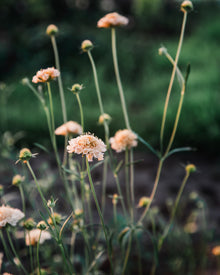 Fata Morgana Scabiosa Pincushion Seeds