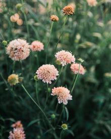 Fata Morgana Scabiosa Pincushion Seeds