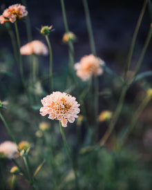 Fata Morgana Scabiosa Pincushion Seeds