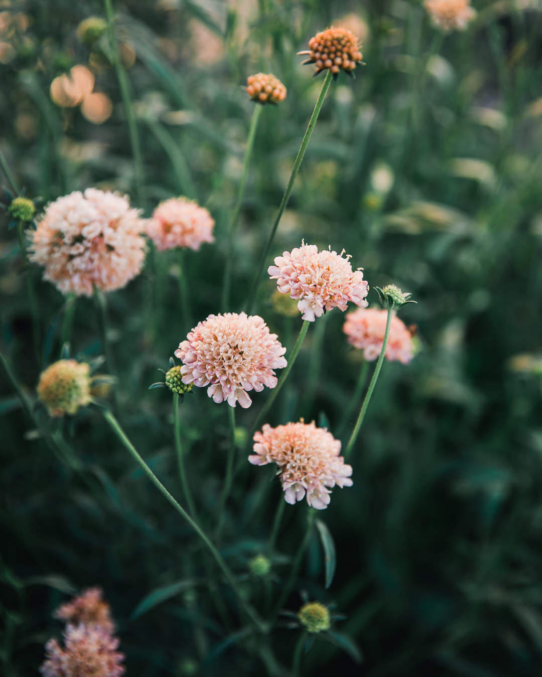 Fata Morgana Scabiosa Pincushion Seeds