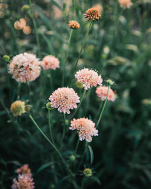 Fata Morgana Scabiosa Pincushion Seeds
