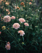 Fata Morgana Scabiosa Pincushion Seeds