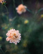 Fata Morgana Scabiosa Pincushion Seeds