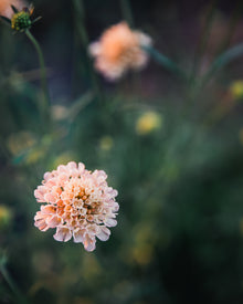Fata Morgana Scabiosa Pincushion Seeds