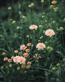 Fata Morgana Scabiosa Pincushion Seeds