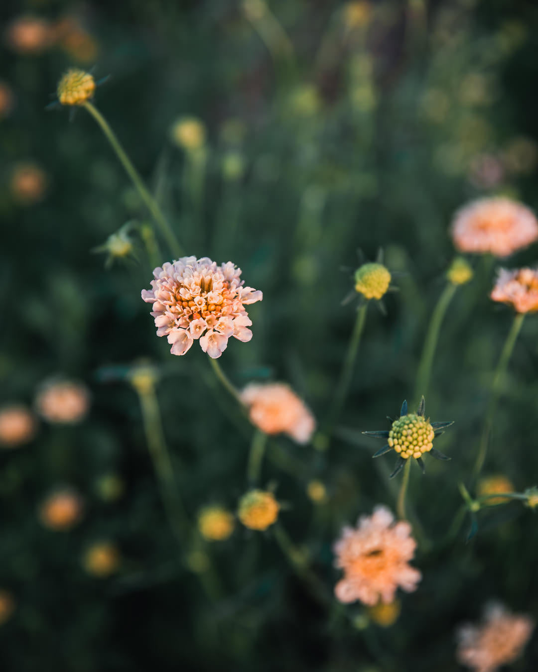 Fata Morgana Scabiosa Pincushion Seeds