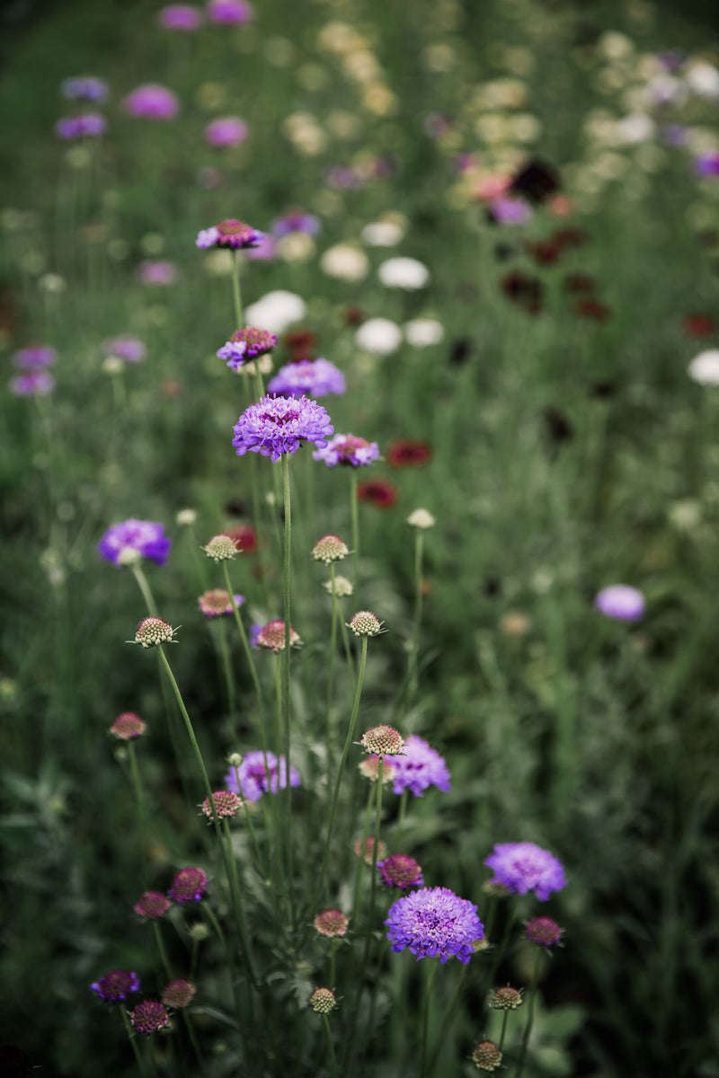 Oxford Blue Scabiosa Pincushion Seeds