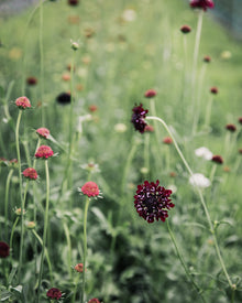 Black Knight Scabiosa Pincushion Seeds