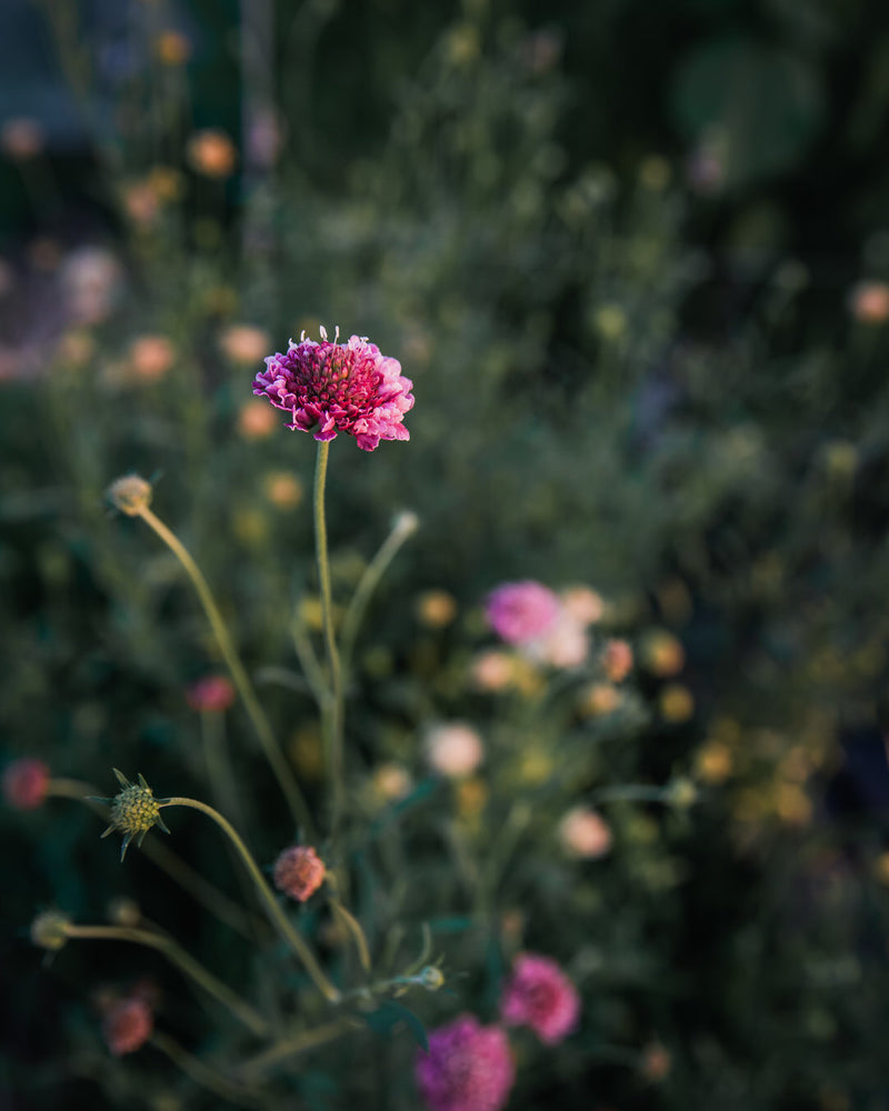 Salmon Rose Scabiosa Pincushion Seeds
