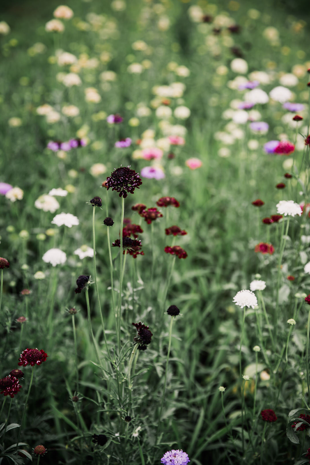Black Knight Scabiosa Pincushion Seeds