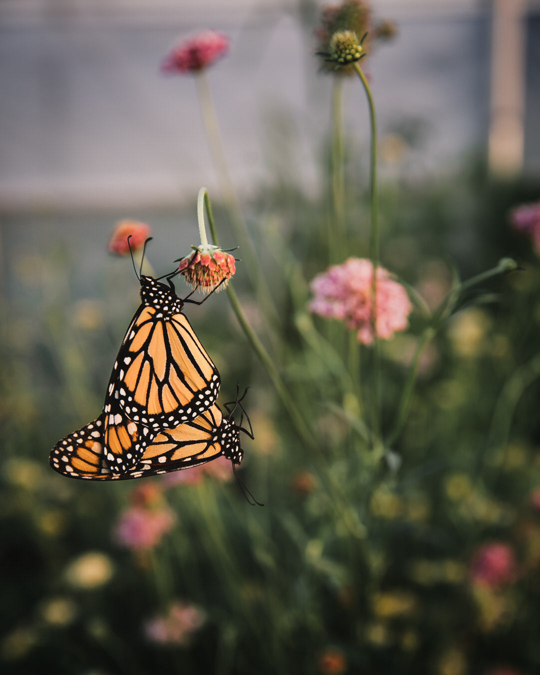 Salmon Rose Scabiosa Pincushion Seeds