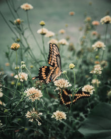 Fata Morgana Scabiosa Pincushion Seeds
