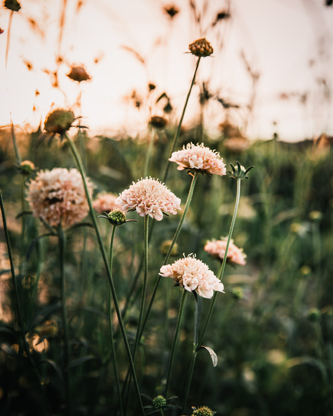 Fata Morgana Scabiosa Pincushion Seeds