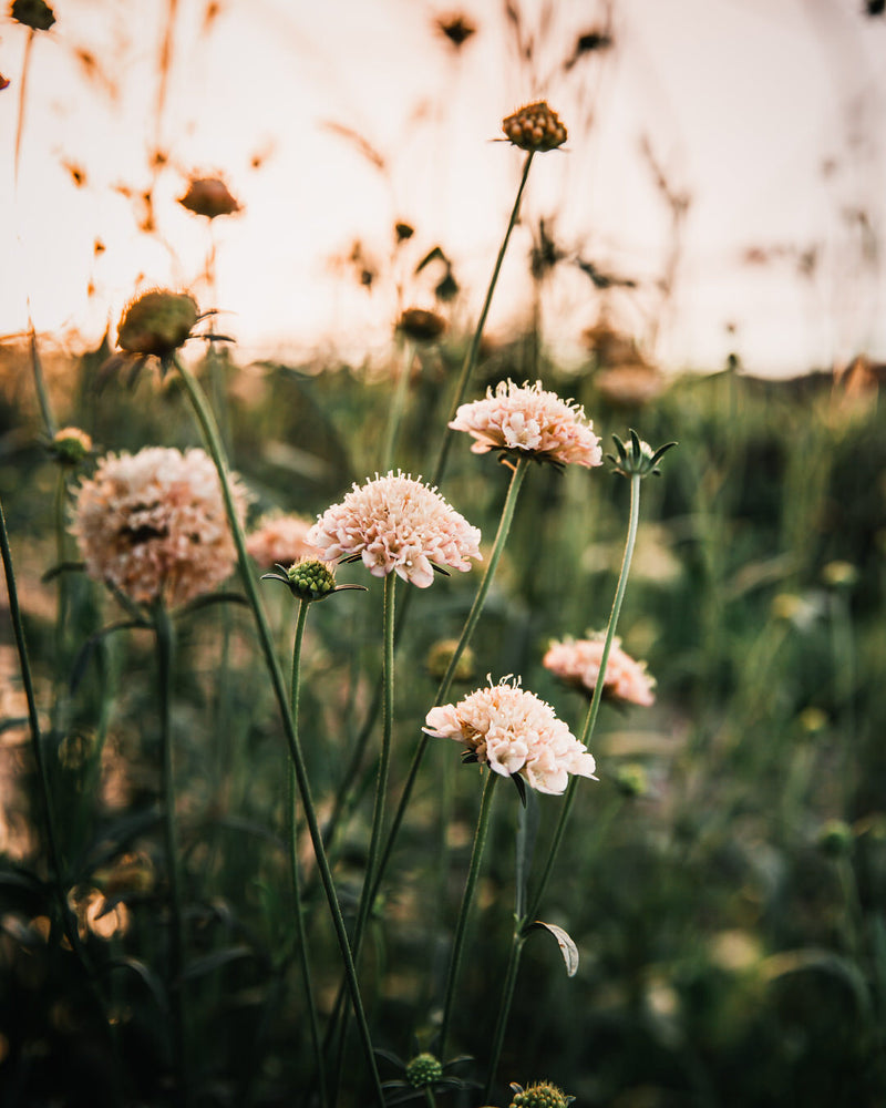 Fata Morgana Scabiosa Pincushion Seeds