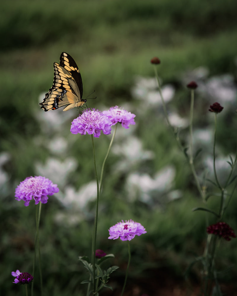 Oxford Blue Scabiosa Pincushion Seeds