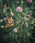Salmon Rose Scabiosa Pincushion Seeds