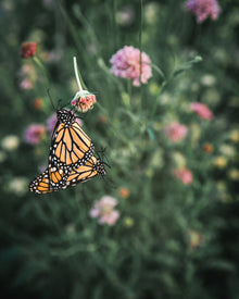 Salmon Rose Scabiosa Pincushion Seeds