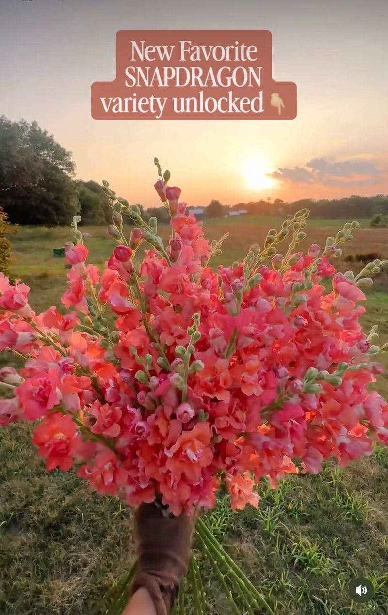 Snapdragon 'Madame Butterfly Cherry Bronze'