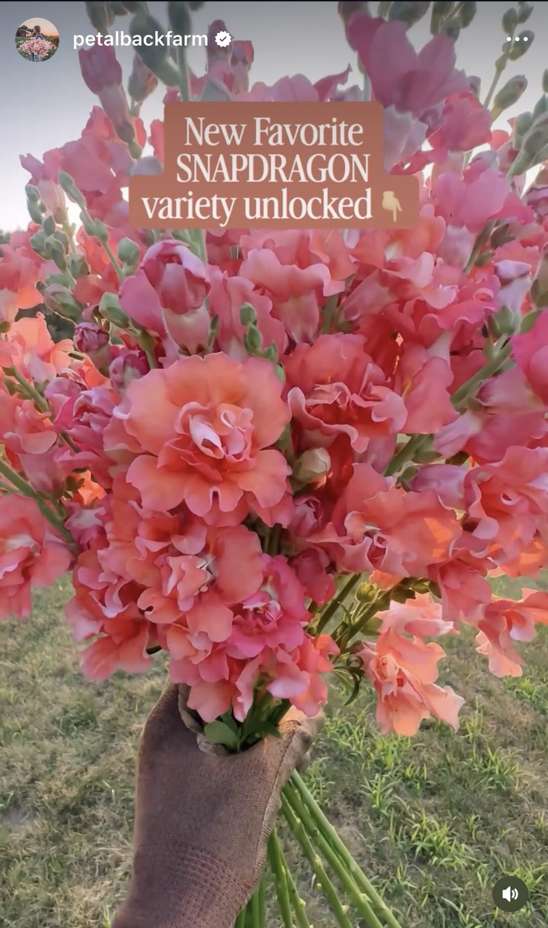 Snapdragon 'Madame Butterfly Cherry Bronze'
