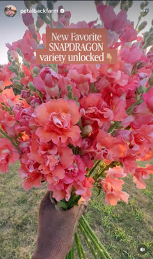 Snapdragon 'Madame Butterfly Cherry Bronze'