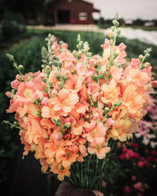 Snapdragon 'Chantilly™ Light Salmon'