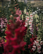 Snapdragon 'Potomac Berry Blend'