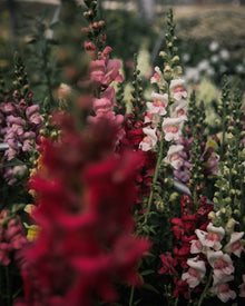 Snapdragon 'Potomac Berry Blend'