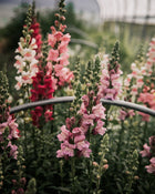 Snapdragon 'Potomac Berry Blend'