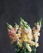 Snapdragon 'Snapstar Champagne'