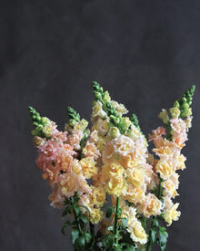 Snapdragon 'Snapstar Champagne'