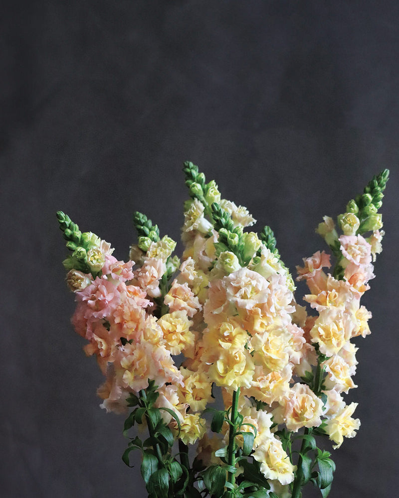 Snapdragon 'Snapstar Champagne'