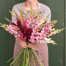 Snapdragon 'Potomac Berry Blend'