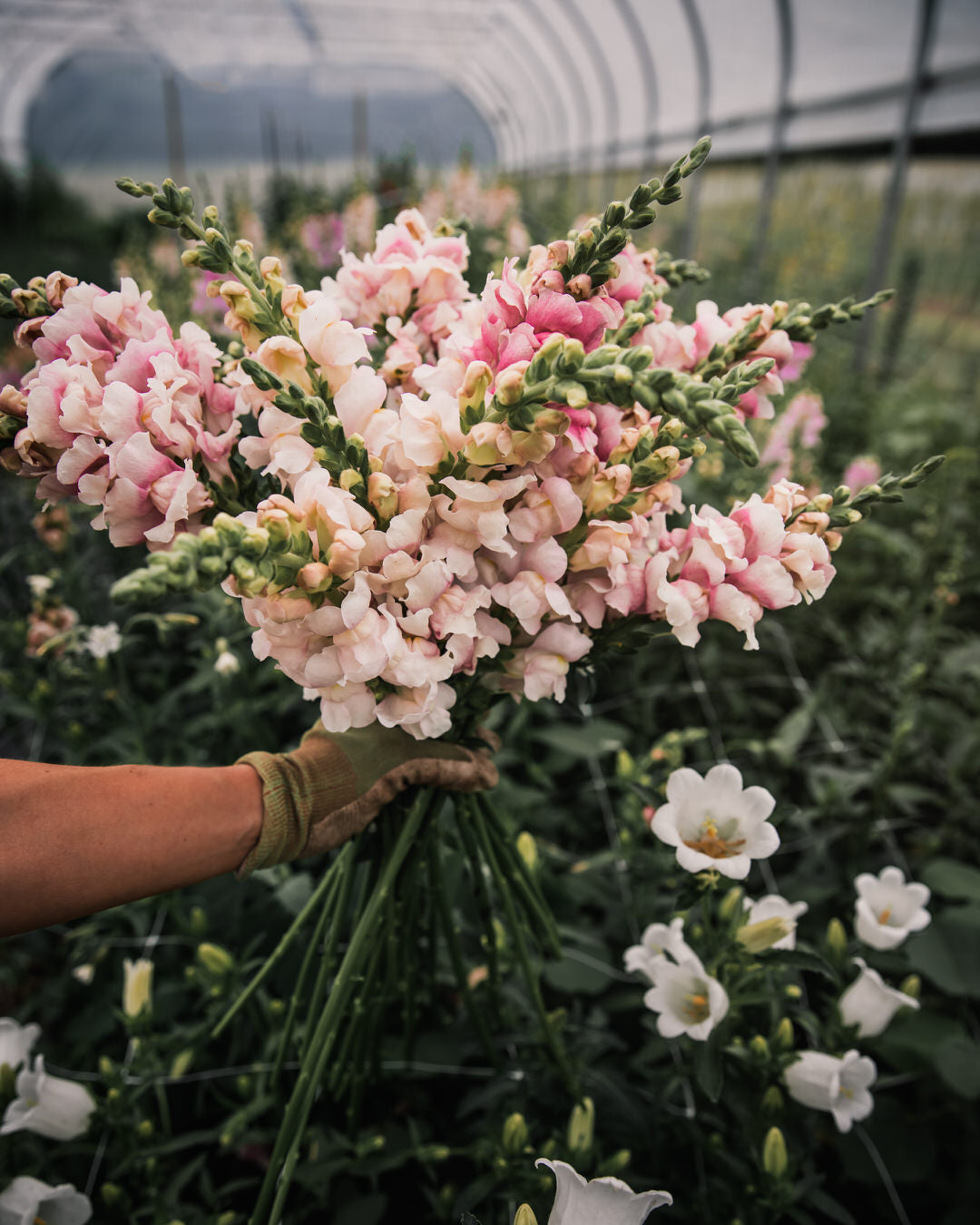Snapdragon 'Avignon (Costa) Silver II'