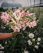 Snapdragon 'Bridal Pink'