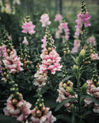 Snapdragon 'Bridal Pink'