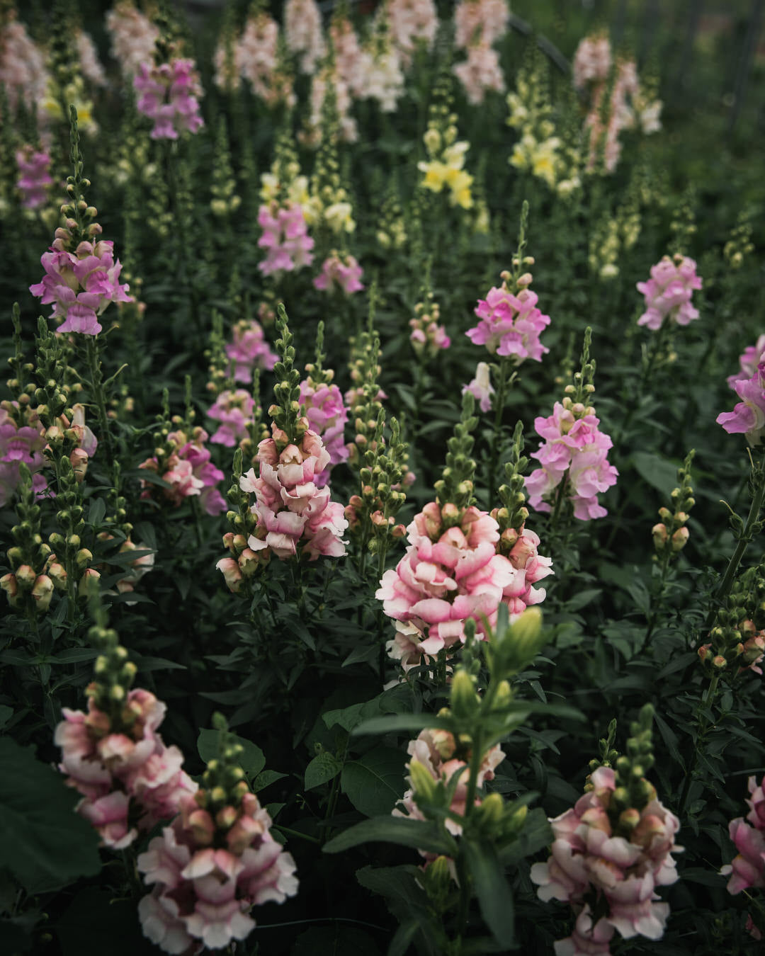 Snapdragon 'Bridal Pink'