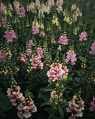 Snapdragon 'Bridal Pink'
