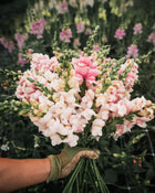 Snapdragon 'Bridal Pink'