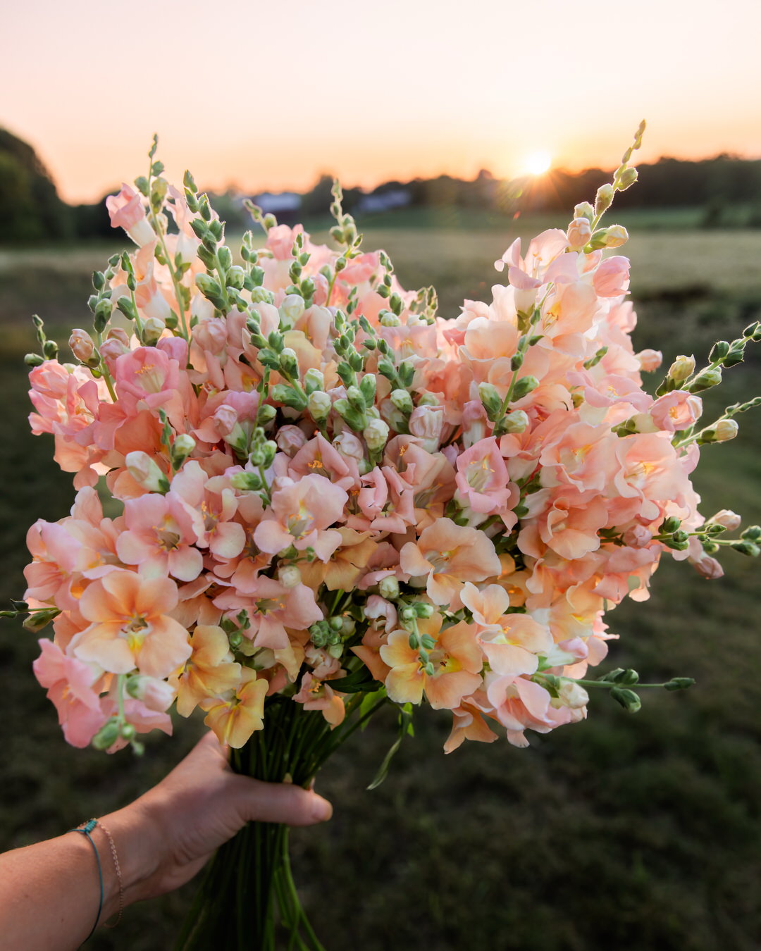 Snapdragon 'Chantilly™ Light Salmon'