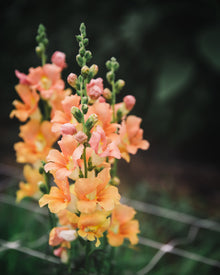 Snapdragon 'Chantilly™ Light Salmon'
