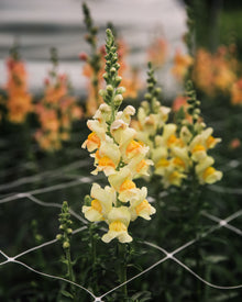 Avignon Costa Apricot Snapdragon Seeds