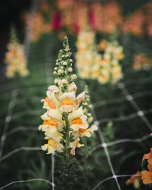 Avignon Costa Apricot Snapdragon Seeds
