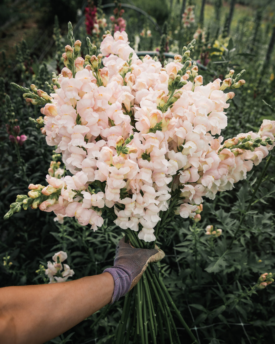 Snapdragon 'Avignon (Costa) Silver II'