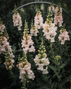 Snapdragon 'Avignon (Costa) Silver II'