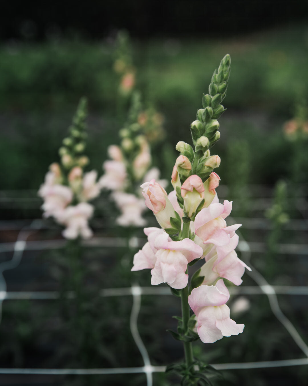Snapdragon 'Avignon (Costa) Silver II'