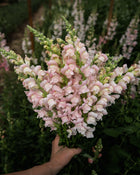 Snapdragon 'Avignon (Costa) Silver II'