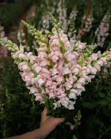 Snapdragon 'Avignon (Costa) Silver II'