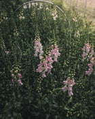 Snapdragon 'Legend™ Light Pink'